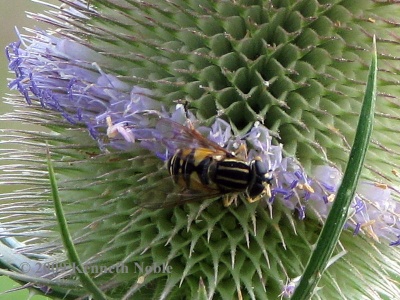 Helophilus pendulus - Kenneth Noble